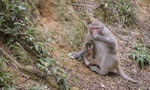 大自然大不同：香港獼猴無啖好食唯有食泥？