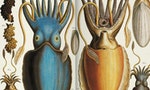 專門收納奇珍異獸的珍奇櫃：18世紀生物手繪圖鑑