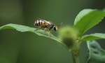 01_蜂類生活習性大相逕庭，其中一種分類是群居蜂及獨居蜂。1