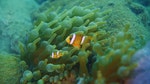 03_奶嘴海葵是珊瑚的近親，同時與小丑魚是一對共生關係。