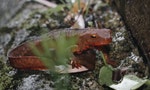 大自然大不同：蛙與蠑螈的愛之頌