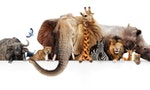 Row of African safari animals hanging their paws over a white banner. Image sized to fit a popular social media timeline photo placeholder