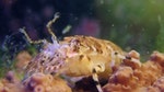 09_珊瑚群落為包括琵琶蝦等海底生物提供棲息、繁衍及覓食的地方。