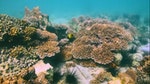 02_珊瑚是一種動物，是由許多「珊瑚蟲」組成的群體，屬於刺胞動物。