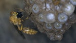 04_這隻變側異腹胡蜂正將食物細細咀嚼，供幼蟲食用。