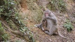 07_不論雌雄老幼，獼猴也有以泥為食的習慣。