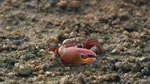 五、登陸不同生境的蟹類，演變出各式形態的螯，來滿足牠們的飲食習慣，防衛需要及求偶