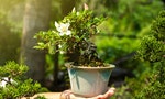 satsuki azalea bonsai in hand