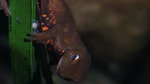 08_雌瘰螈在石菖蒲葉片間產卵後，會擠壓葉片以保護受精卵。
