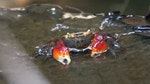 一、香港的蟹分布於海洋、沙灘、樹林、高山以至河溪中。