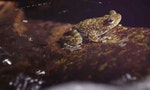102_香港有24種蛙，牠們體型分別很大，有小如約1_5厘米的盧氏小樹蛙，亦有體