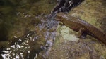 06_香港瘰螈主要居於水流湍急的溪澗石縫間，每年9月至翌年3月是牠們的繁殖季。