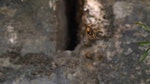07_胡蜂會捕食蜜蜂，因此亦會被視為農業害蟲。