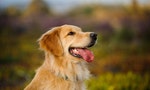 《唐拔博士的狗狗訓練完全指南》：四個步驟教會你的狗狗「過來─坐下」
