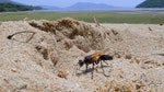 06_這隻沙蜂正在沙地上築巢，到底牠能否成功？