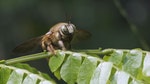 03_領木蜂同樣是獨居蜂之一，身體圓圓屁股大大，外表可愛。