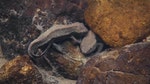 07_雄瘰螈會不斷向雌瘰螈擺尾，以吸引注意。