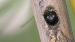 02_綠翅木蜂因在竹枝上築巢而又名竹蜂。