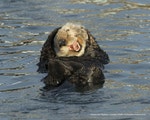 David-DesRochers_Laughing-Sea-Otter_0000