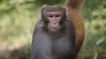 08_這是其中一個猴群的大公猴。學者推測，吃泥行為可能有助靈長類動物維持或增加族