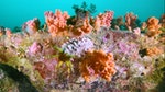 05_這種海參會棲息在珊瑚上，屬於棘皮動物，同樣會用觸手濾食浮游生物。