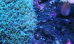 大自然大不同：潛覓珊瑚——香港的海底森林