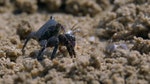 六、以捕獵維生的蟹通常有着不同大小的蟹鉗。較大的螯能壓碎食物。