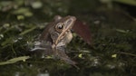 03_大部分蛙類會在水中產卵，這個方法可避免水分散失，也能讓蝌蚪直接在水中孵化。