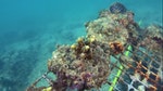 08_香港有研究團隊復修珊瑚碎片及培育珊瑚，經人工育養珊瑚至適當大小後，再移植回