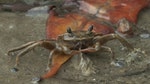 八、紅樹林蟹把塑膠剪碎後會將之吞食。