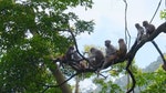 01_香港目前大約有30個野生猴群，品種包括獼猴、長尾獼猴以及牠們的雜交種。