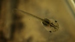 01_蝌蚪，是兩棲類動物的幼體，在此階段，蝌蚪都是透過鰓呼吸。