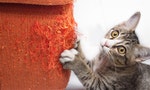 為什麼貓咪要「抓抓抓」？五個妙招讓你不用再擔心沙發被抓花