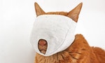 以貓咪的「使用體驗」來設計：貓界無印良品——nekozuki