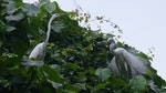 03_同樣是留鳥的小白鷺，在求偶時節會長出美麗的飾羽吸引異性。