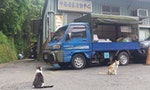 台北市如何成為愛貓之城？南港中南街貓們的「城市皺褶」