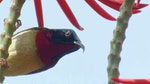 07_叉尾太陽鳥以花蜜為食，牠有着又彎曲又長的尖咀，加上獨特的盤旋動作，有助吸食
