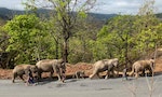 泰國大象長征返鄉、國家公園一片淨土，新冠疫情下「意外」對環境的正面影響