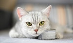 「選罐罐」不要只看推薦文，先算出最適合貓咪的營養需求