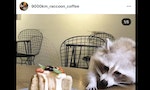 咖啡廳業主虐待浣熊關店：拍照打卡前，你想過這些動物適合當寵物嗎？