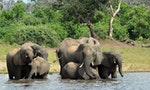 逾350隻非洲大象離奇死亡，科學家稱「生態災難」死因仍待釐清