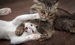 《貓哲學：貓與生命意義》：「不要在自己的痛苦當中尋求意義」，貓帶給我們的十項生活建議