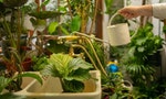 養一片只屬於自己的迷你森林：植物專家的10種居家綠植及養護指南