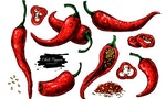 Chili Pepper hand drawn vector illustration. Vegetable artistic style object. Isolated hot spicy mexican pepper, sliced and crushed pieces, seed. Detailed vegetarian food drawing. Farm market Paprika