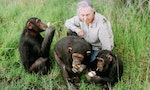 從26歲至今，珍古德踏上非洲、展開黑猩猩研究及保育已經有60年