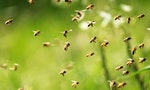 英國牛津原始森林發現珍稀原生種蜜蜂，可望成為養蜂人生態永續新選擇