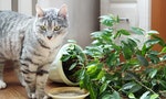 10種常見對貓咪有毒的植物，身為貓奴的你千萬要小心