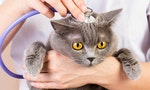 貓咪健檢不可不知的五件事：多久要檢查一次？貓咪討厭看醫生怎麼辦？