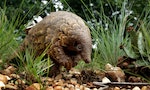 Illegal Trade of Philippine Pangolins Is Surging, Report Shows