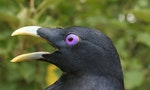 《美的演化》：鳥類沒有陰莖，是因為用不到了